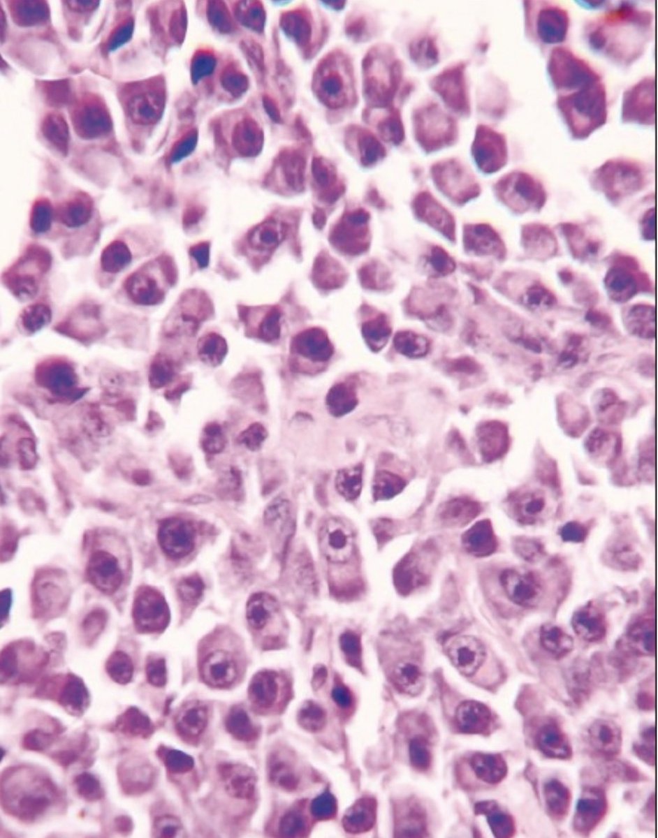 Dr Robert Ayto tweet media