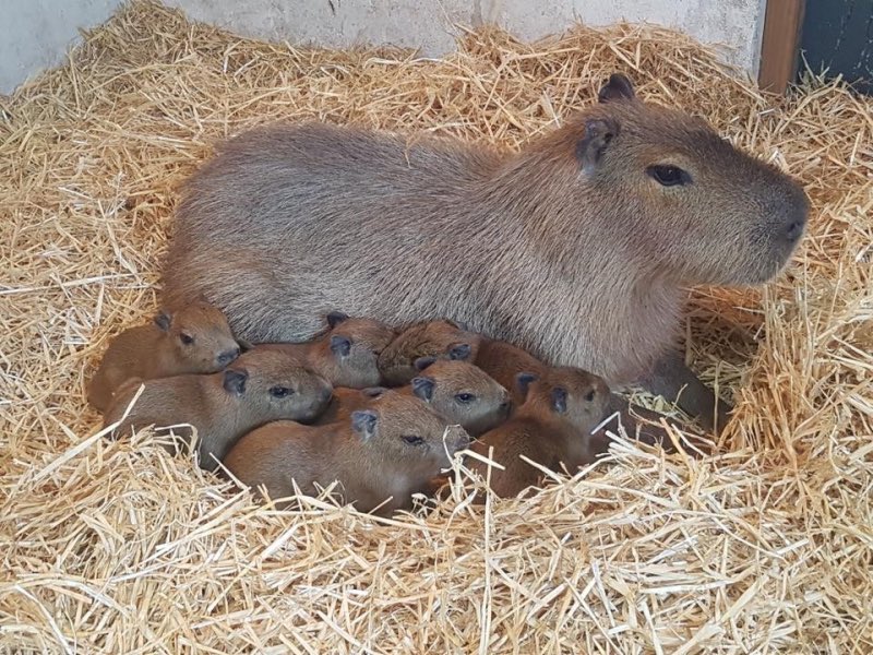 CAPYBARA MAN tweet media