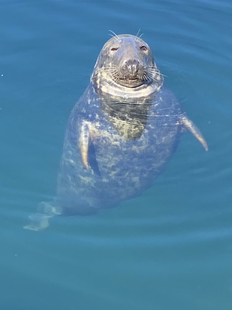 Skye Puffins Whales tweet media