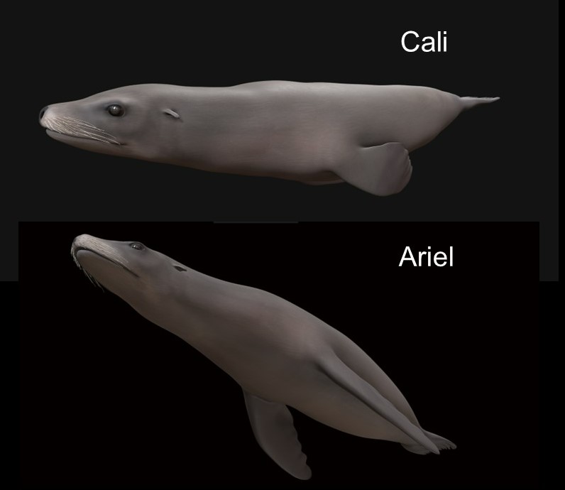 Digital Life (@digitallife3d) on Twitter photo New model release! Two female sea lions from 3D photogrammetry scans from Moss Landing Labs. Thx to Frank Fish, Jenifer Zeligs & Stefanie Skrovan. <a href="/johnsonlmCG/">Johnson Martin</a> did the models - links below! New model release! Two female sea lions from 3D photogrammetry scans from Moss Landing Labs. Thx to Frank Fish, Jenifer Zeligs & Stefanie Skrovan. <a href="/johnsonlmCG/">Johnson Martin</a> did the models - links below!