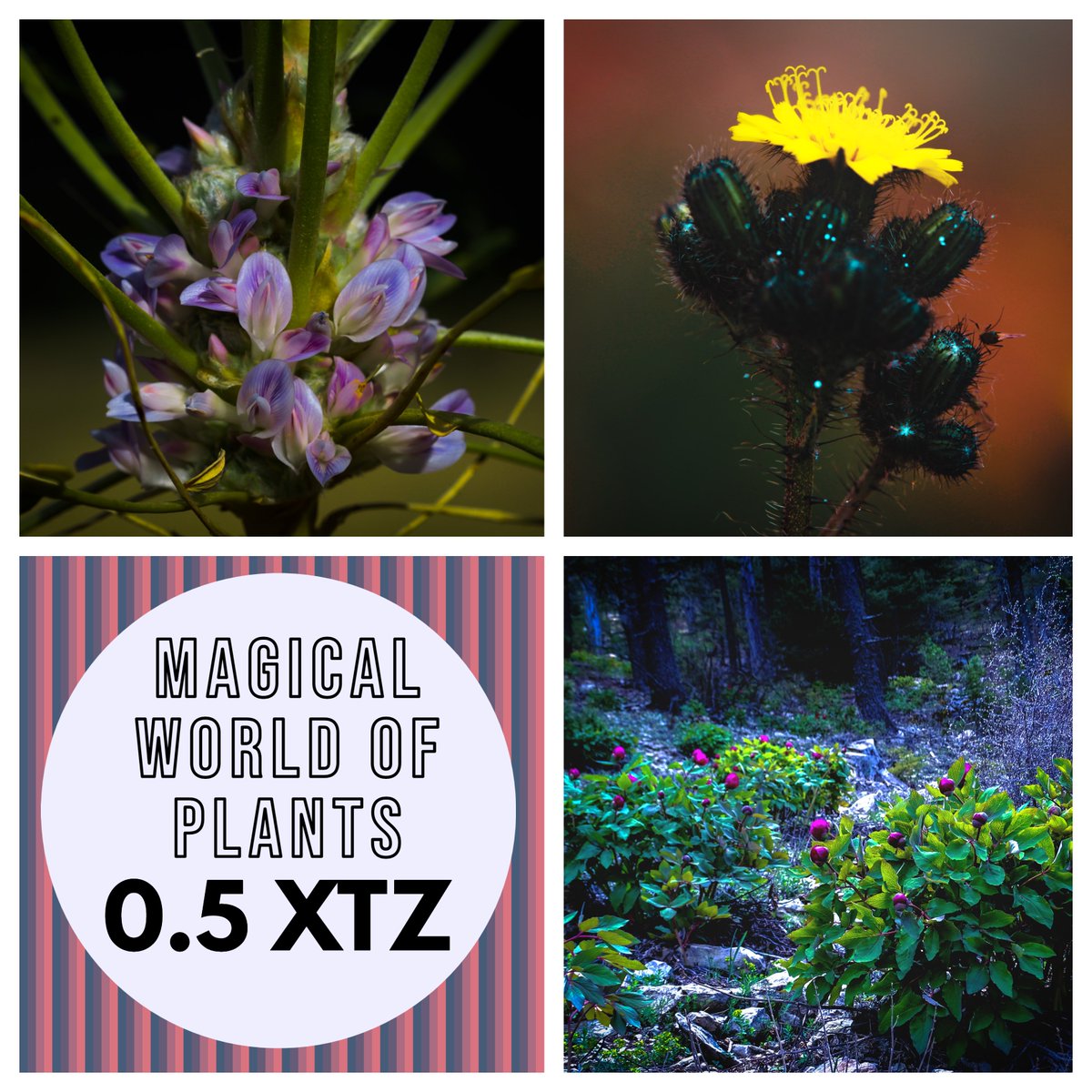 Magical World of Plants

Take a look at the Charm😉

Left. Barbed Guard
Right. Prickly Goldenfleece
Lower. Peony

objkt.com/collection/KT1…

👇
#NFTCommmunity #photography #nature #flower #weed