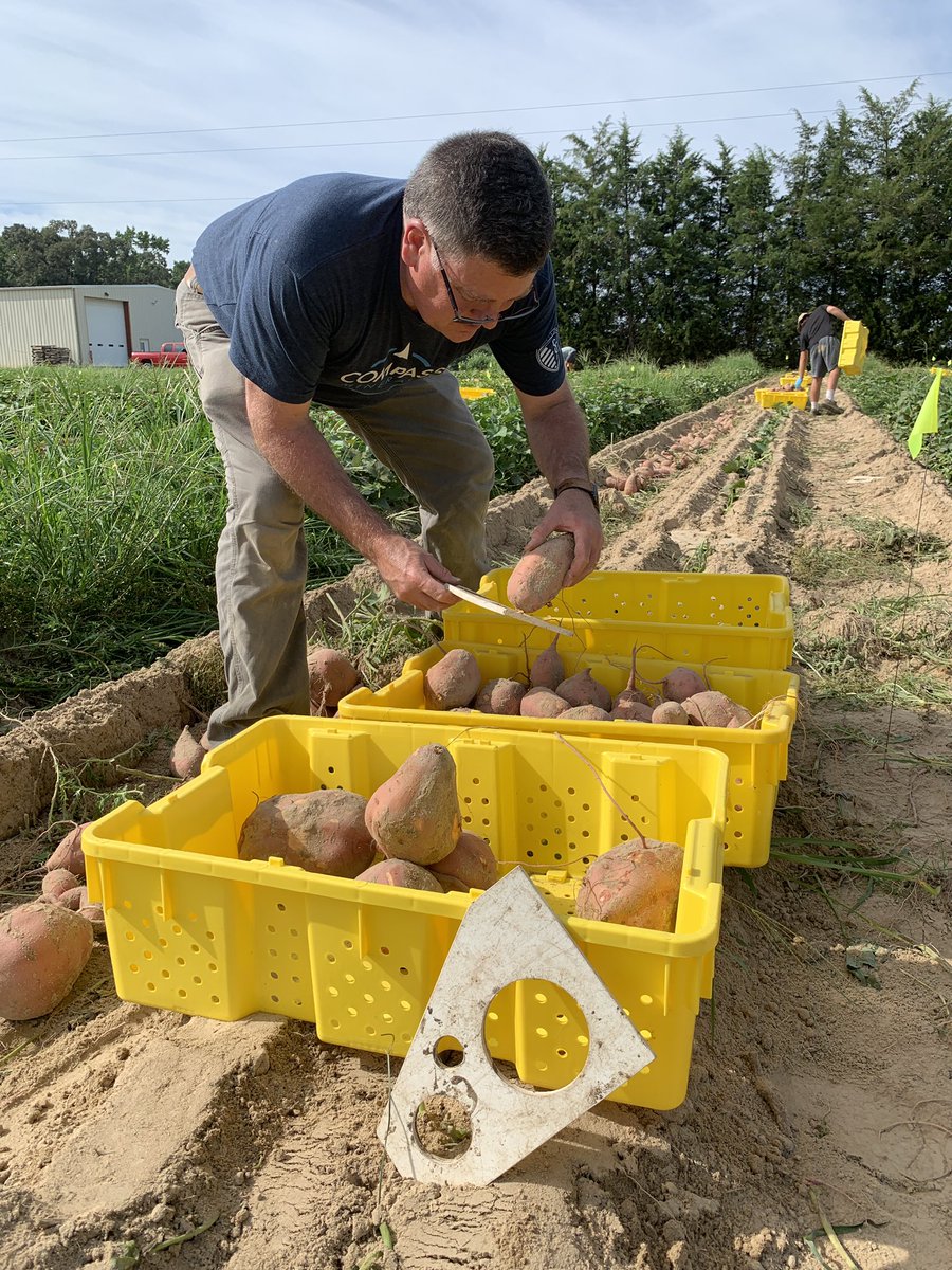 k_STEMom's tweet photo. Great day harvesting and grading sweet potatoes at the NC State research station with @GrandinJohn
Love these days in the field working alongside and learning from the experts
Now accepting recipes 😋
#sweetpotato #protassium+ #agronomy #fieldtrials https://t.co/U4KqHvo89T
