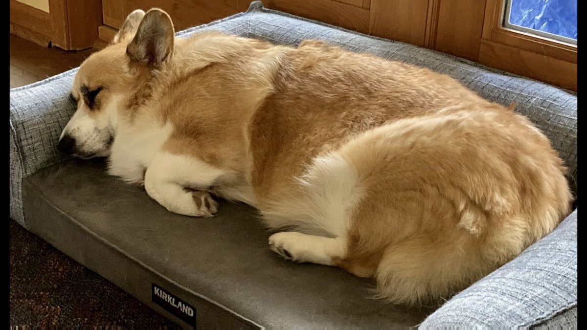 RonWeinrick's tweet photo. @CarMFin This is Kelsey the Countess.  She likes napping on the sofa. And knows she is royalty. https://t.co/VT6jqN49Lr