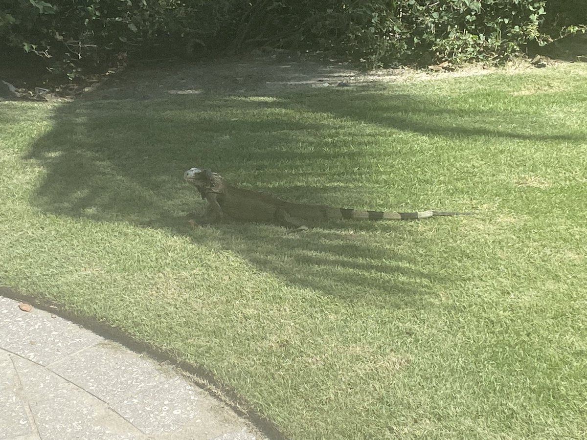 Our partners in St. Thomas are the best!  Throughout the week we have had fantastic conversations and planning around SEL, remediation, and targeted intervention.  Until next time!  I’m still not sure if these iguanas want to be my friend or bite me. <a href="/edmentum/">edmentum</a> <a href="/pat_evans325/">Pat Evans</a>