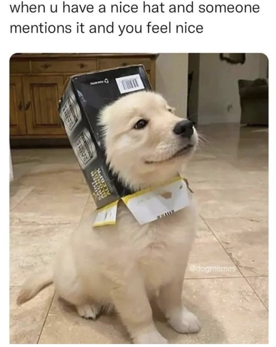 3MillionDogs (@3milliondogs) on Twitter photo 