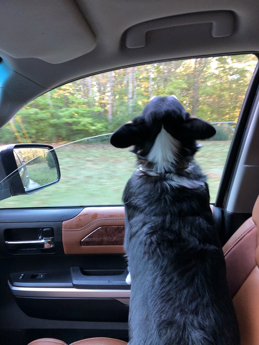 RonWeinrick's tweet photo. @CarMFin And this is Jack.  He loves the truck. https://t.co/62z0PK4fql