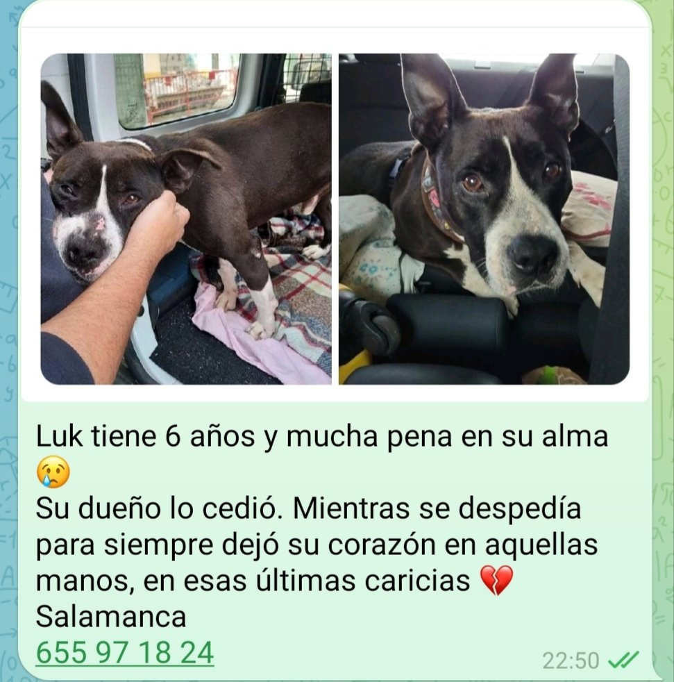 Nada aún para este pobre animalito que es tan bueno y tan noble y lo ha pasado tan mal 😢💔
🆘 😢 🆘 📢 📢 📢 📢