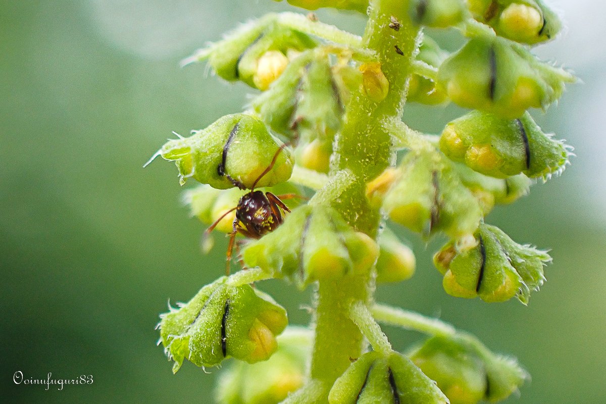 オオブタクサ Twitter Search Twitter