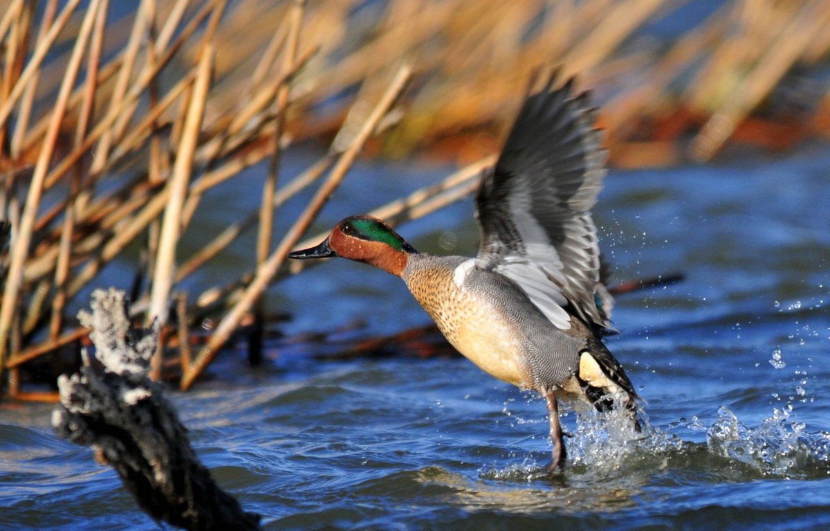 Planning to hunt waterfowl this fall? Make sure to take some precautions to prevent the spread of avian influenza (bird flu): ow.ly/vTnU50Kyh1X. 

📸 U.S. Fish and Wildlife Service