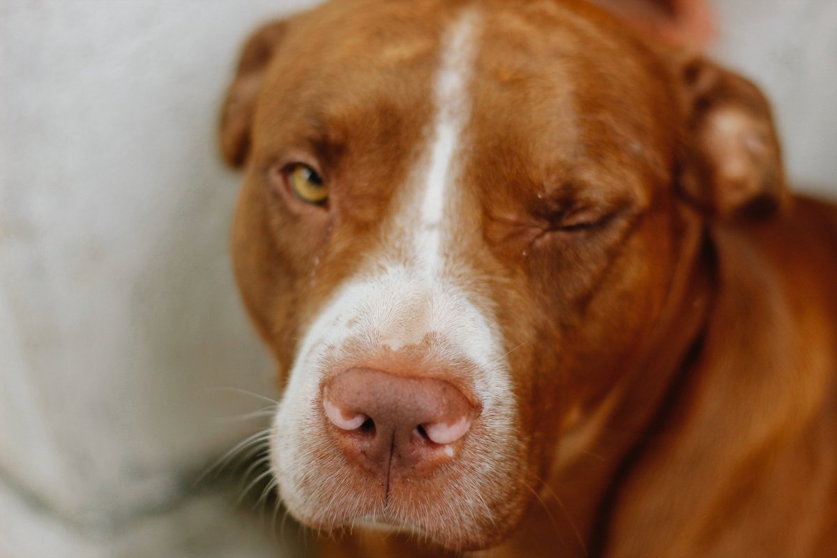 ekstalks's tweet photo. I lost a friend today. We only had 9 years together but they were the best. In memory of the best boy 🖤 https://t.co/WvKuFHW8pr