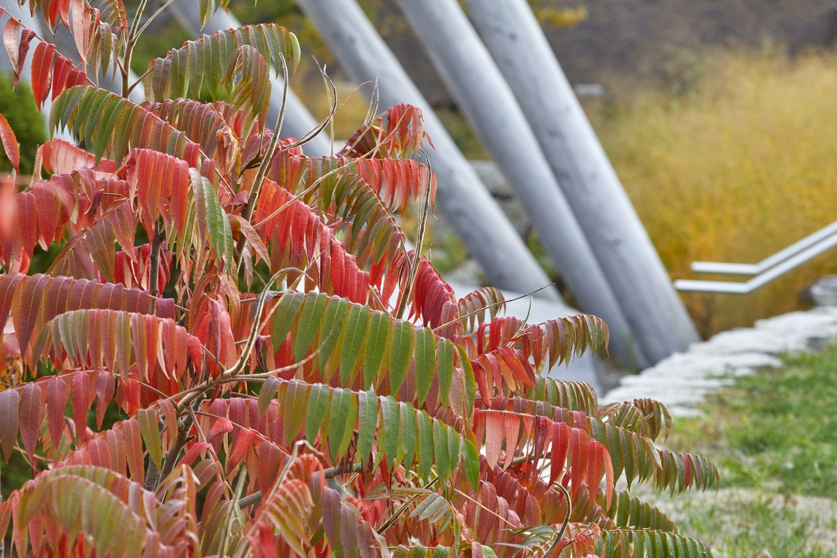 We recently had an opportunity to revisit an old project, adding a fabric enclosure to the interior of the <a href="/MohawkCollege/">Mohawk College News</a> Hoop Dance Indigenous Gathering Place. We love seeing the landscape grown in and in its full fall colour!