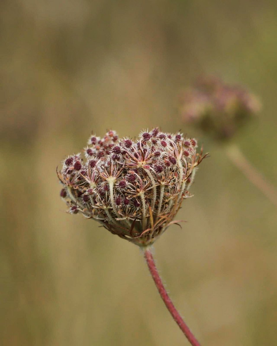 lill_dunne's tweet photo. Wild Carrot seed ball. @kilkennyweather @wildflower_hour @BiodCon_ie @nore_vision @WildFlowerSoc #BioDataCentre #DaucusCarota #Macro #WildFlower https://t.co/rLi41RLYMu