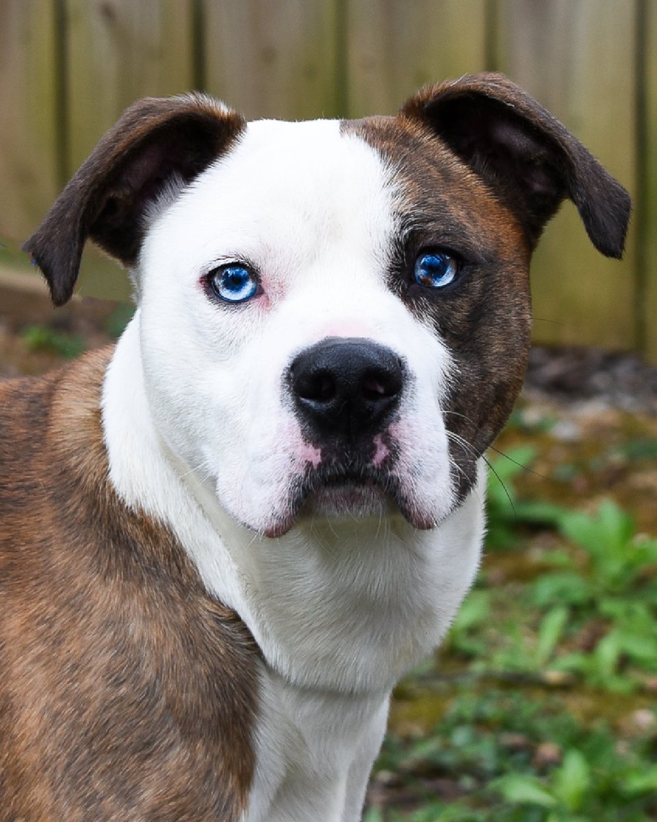 Shoulda named this dog Frank on account of those beautiful baby blues! Regrets...we've had a few. This is Will, he wants to be your bestie. #adoptme petfinder.com/dog/will-55309…