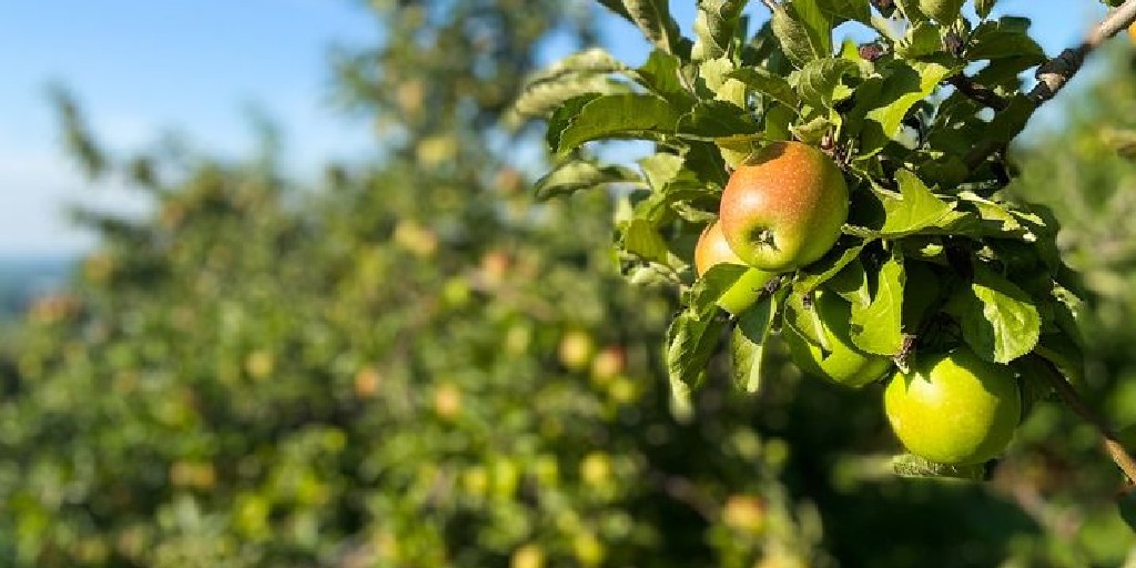 When the apples are ripe, we'll make some hard cider. And then we'll share it with you.