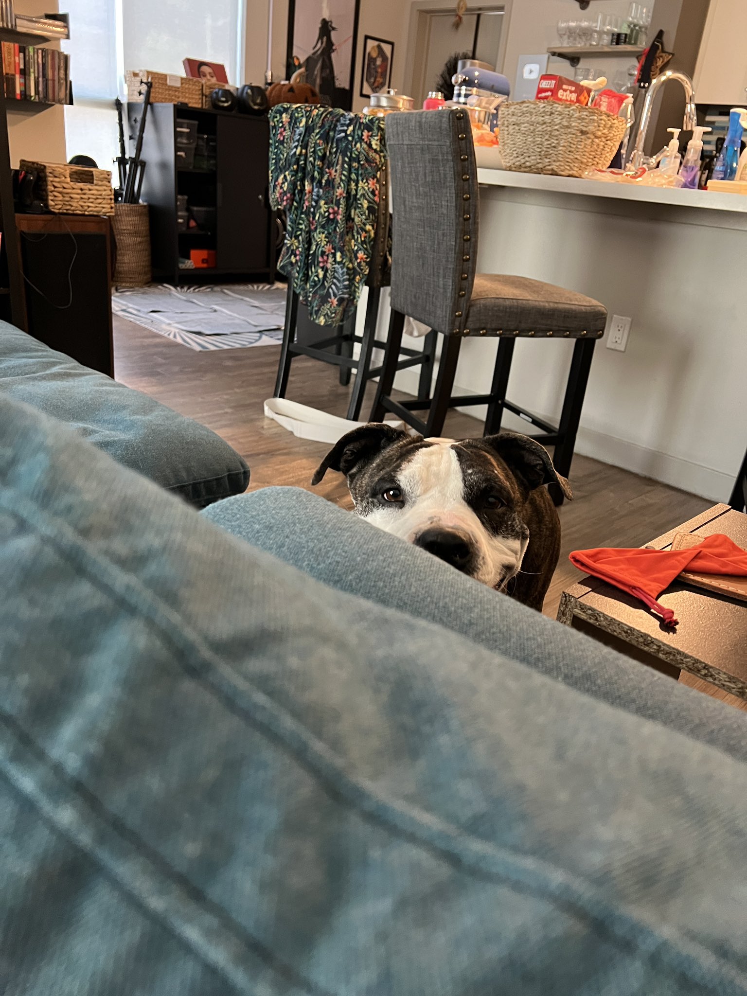 Kristin Chirico on Twitter "We got a new foster today, and she is a
