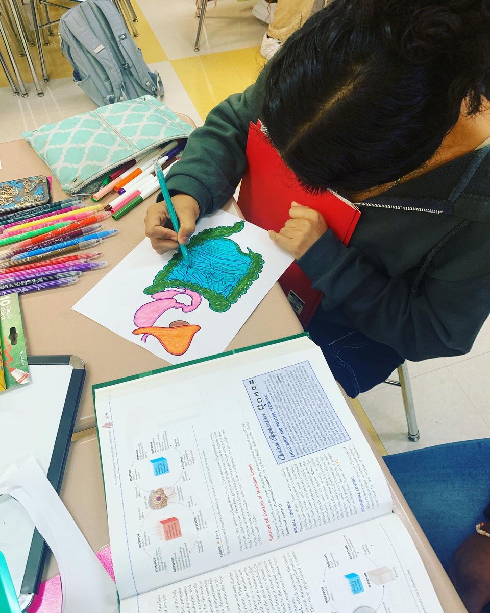 SoLee_AOLS's tweet photo. A little glance at our intro to human body systems! Can’t wait to share their creativity tomorrow with finished projects! @leecoschoolsnc @SoLeeHS https://t.co/qYeUyX8z90