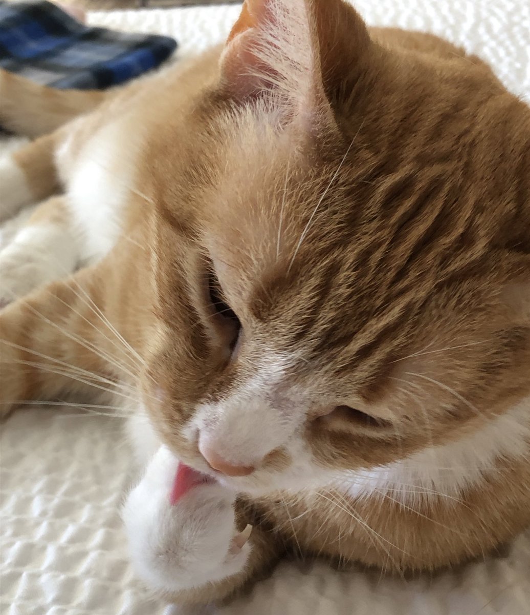 MittenheadSheri's tweet photo. Happy #GingerCatAppreciationDay part 3! DYK all ginger kitties have markings on their foreheads? Momma says mine look like desert crevasses. Show me your ginger kitty forehead markings! Yay orange fur!
🧡, Dixie🐈
#AdoptDontShop #GingerCats #GingerCatday #CatsOfTwitter #cats #fun https://t.co/TDIHNf0Ind