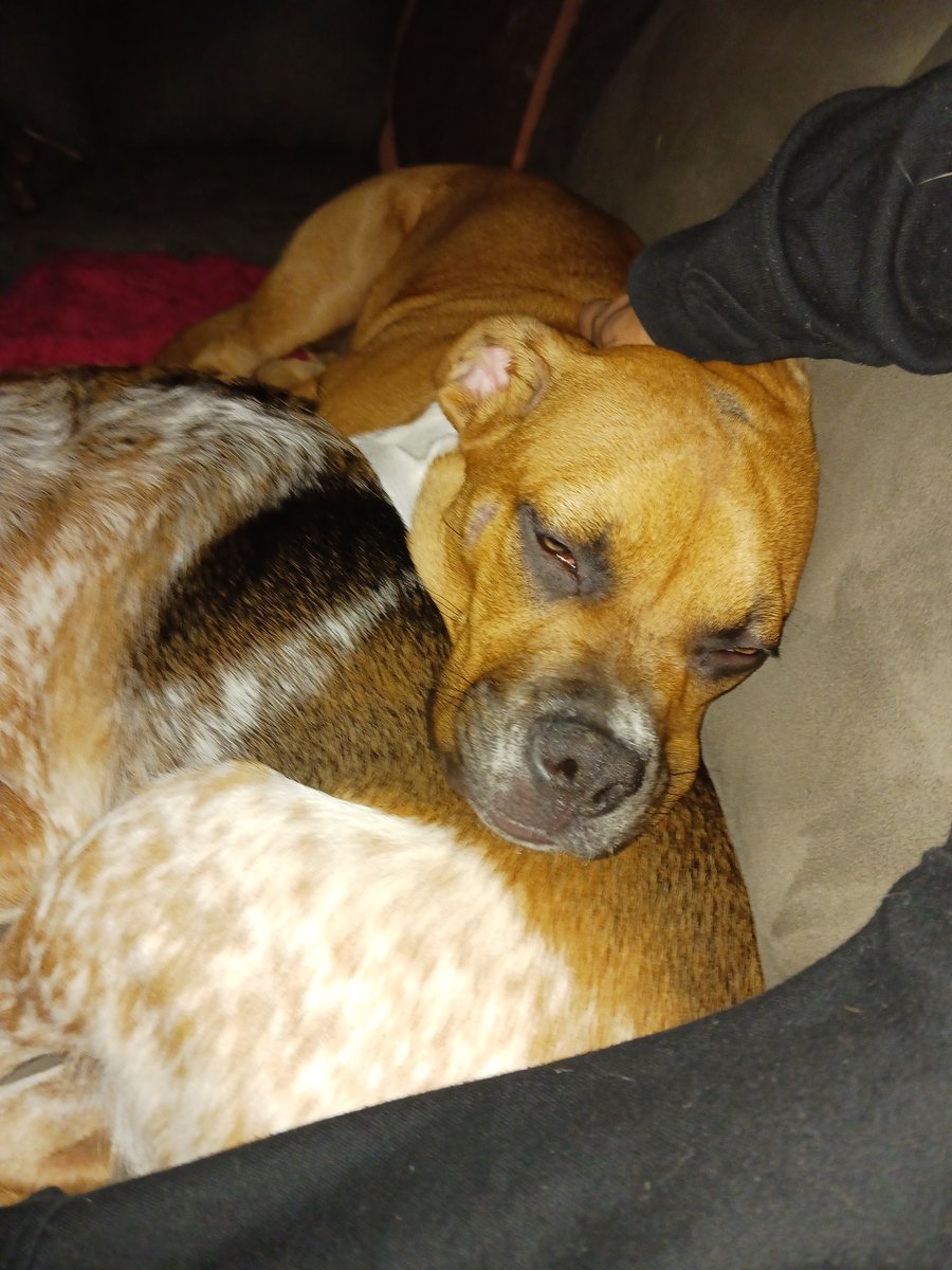 Melanie79089717's tweet photo. A smile goes a long way! #adoptdontshop #EndAnimalTesting #endbreeddiscrimination #rescuedismyfavoritebreed https://t.co/YQLt5h4Pv7