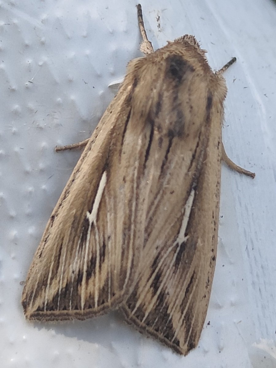Wild West (@wildbenwest) on Twitter photo This L-album Wainscot moth (Mythimna l-album) was an unexpected visitor to my Surrey garden last week. <a href="/savebutterflies/">Butterfly Conservation 🦋</a>
<a href="/surreymoths/">Surrey Moths</a> #mythimnalalbum #lalbumwainscot This L-album Wainscot moth (Mythimna l-album) was an unexpected visitor to my Surrey garden last week. <a href="/savebutterflies/">Butterfly Conservation 🦋</a>
<a href="/surreymoths/">Surrey Moths</a> #mythimnalalbum #lalbumwainscot