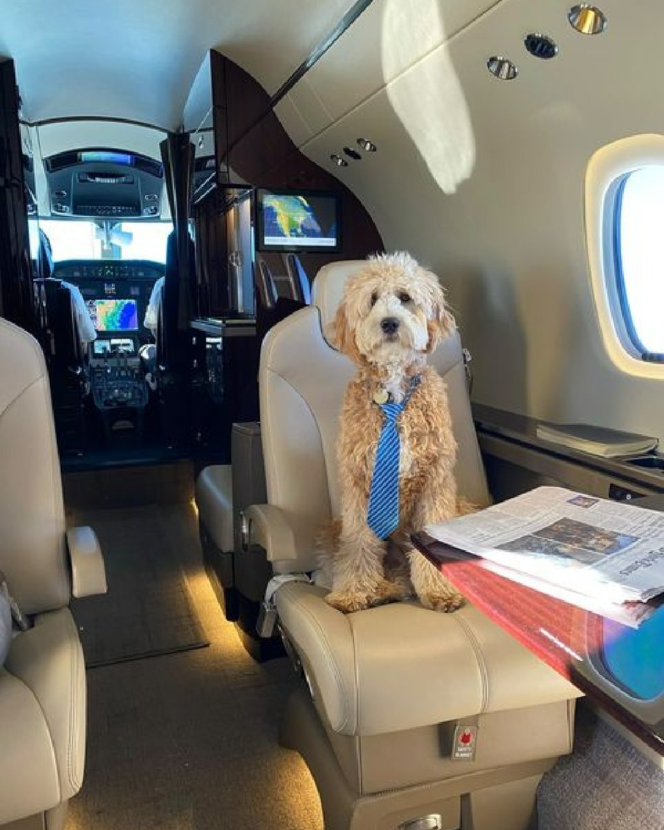 NetJets's tweet photo. Taking care of business. #NetPets https://t.co/PpIo5G6v8V
