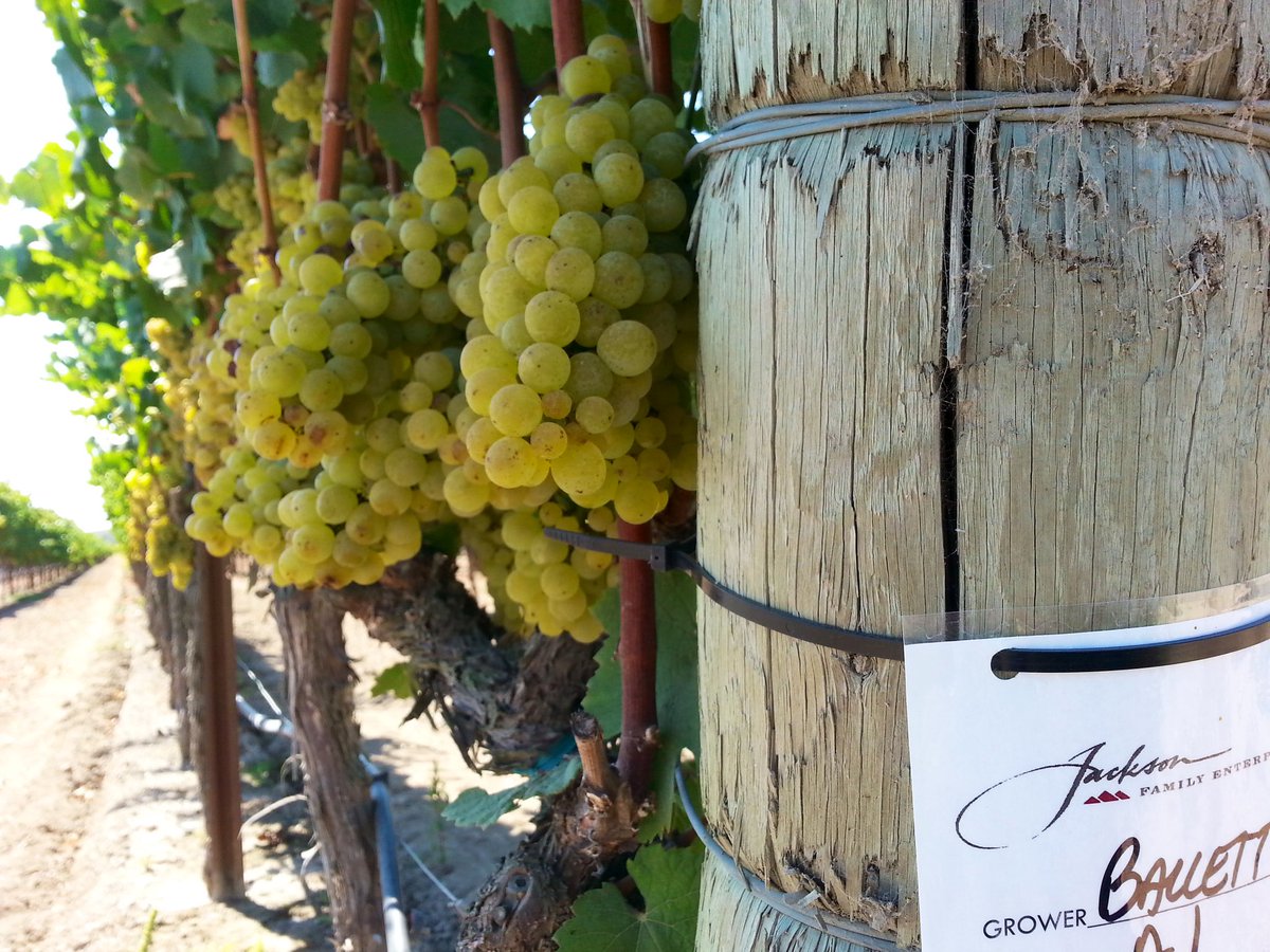 If you are going to visit Wine Country, do so during harvest season. Grapes on the vine are a one of a kind experience.

📍Sonoma County, California