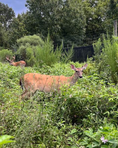 MSUDeerLab tweet media