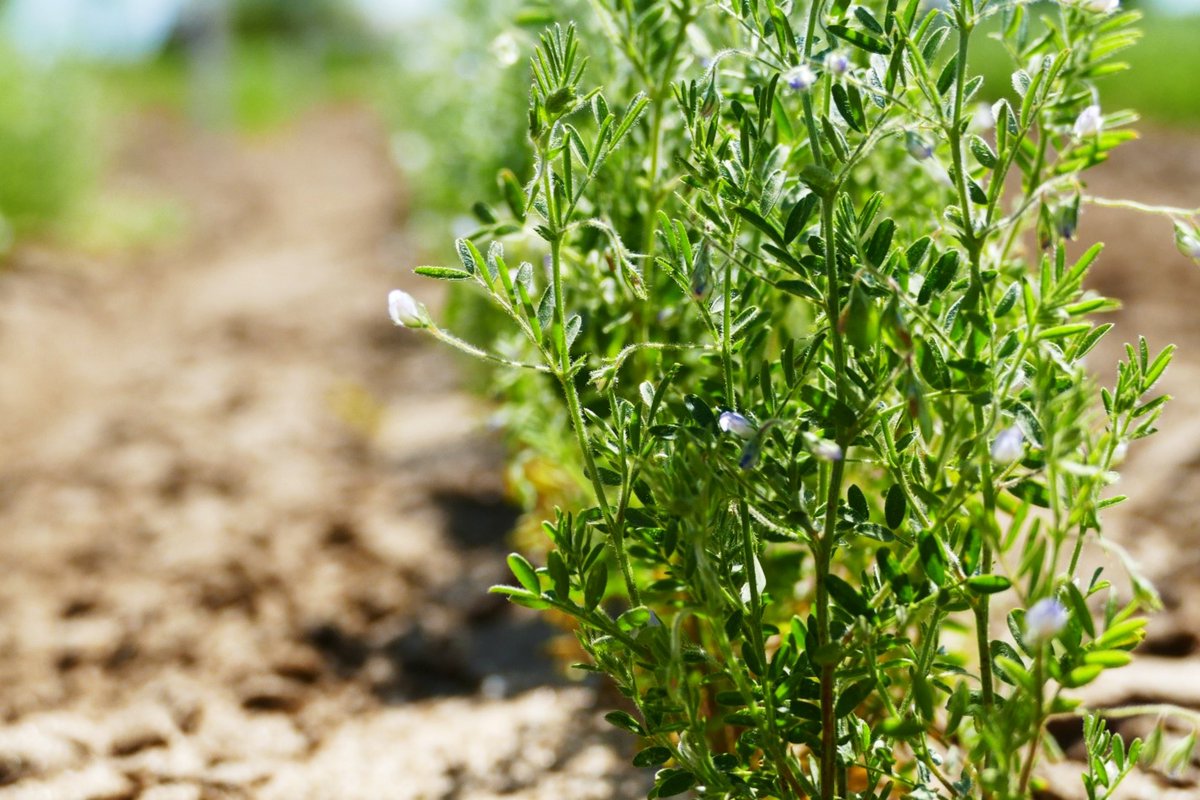 CUPulseBreeding's tweet photo. Do you know what type of pulse crop this is? Follow our page and comment below! #flowering #pulsecrop https://t.co/Gntio5axU8