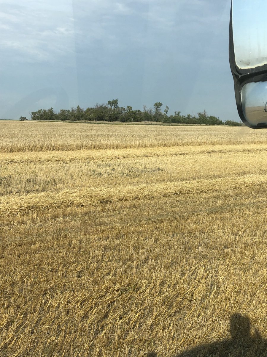 Sept 2 1940. My grandpa was helping a neighbour harvest this field when someone came and told him his second son was born. Today we harvested the field. Tomorrow dad turns 82.