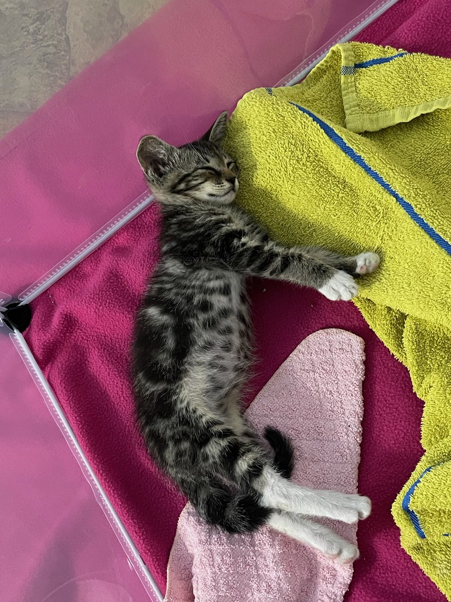 gina2me's tweet photo. @scruffkit i was told that sometimes FIV kittens get euthanized without permission! This is Ethel, my newest baby, and I'm scared to have her tested! https://t.co/3SaLANngKh