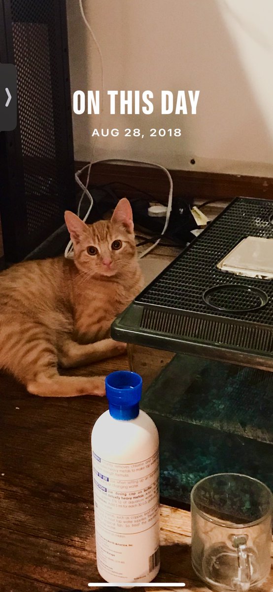 3catfriends's tweet photo. Happy #NationalGingerCatDay and  #throwbackThursday to my first born baby cat child Hanson #tbt #CatsOfTwitter #gingercats #orangecats #kittens #gingerkittens #orangekittens #adoptdontshop #allaboutcats  🧡🧡🧡 https://t.co/emxMbHSCZU