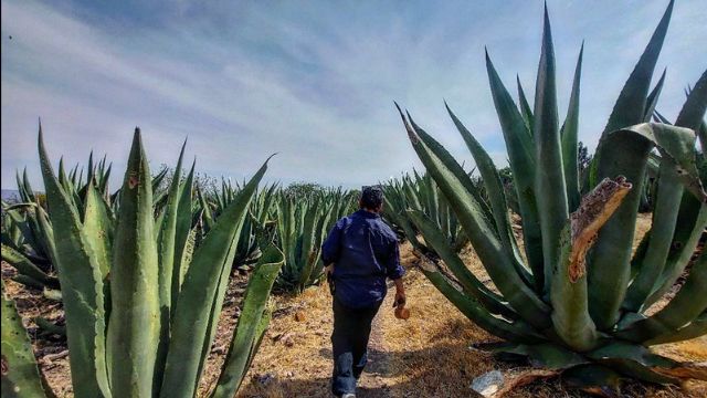 Celebrando a la milpa y el maíz - eepurl.com/h9MZID