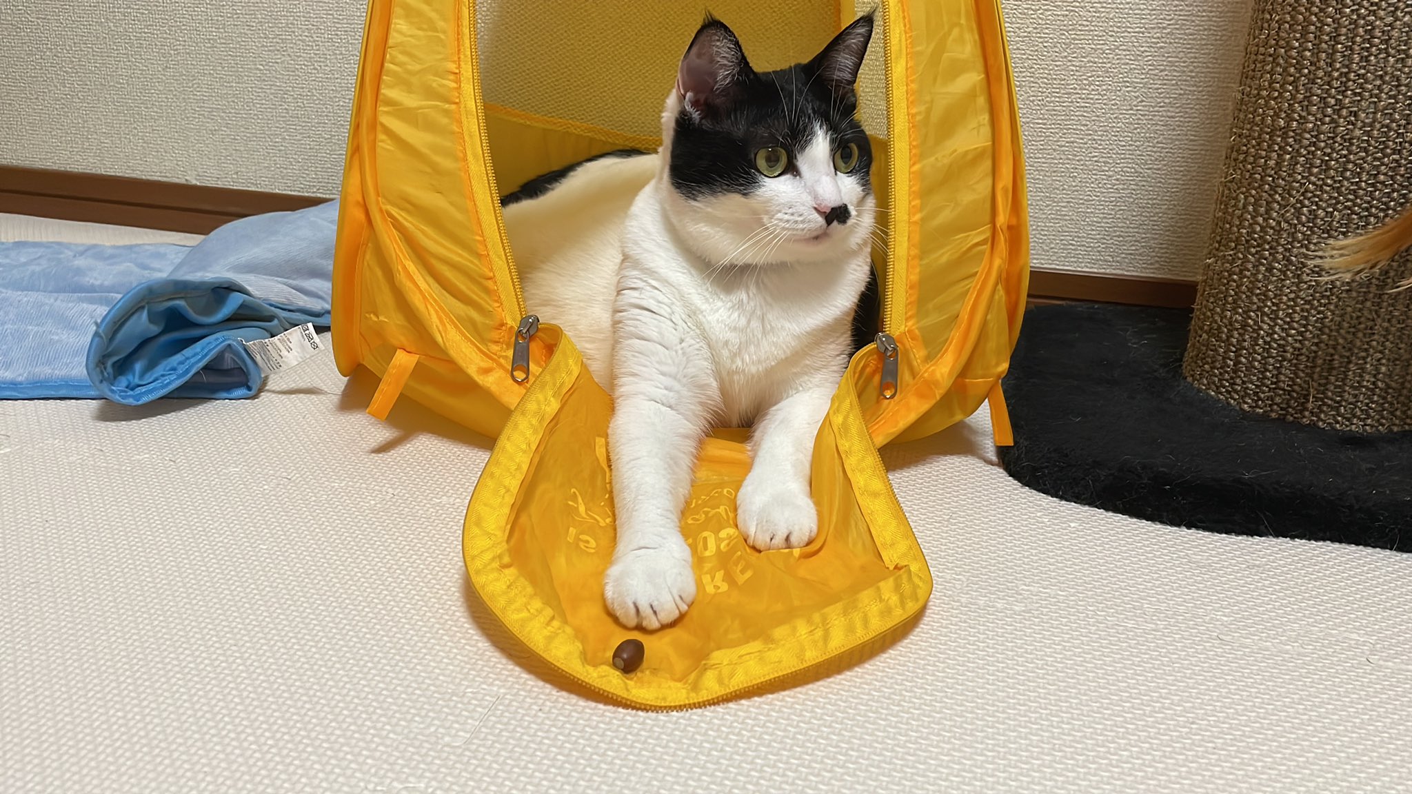 お得な特別割引価格 猫のたまご様専用ページ ブレスレット バングル Tckaccountants Com Au