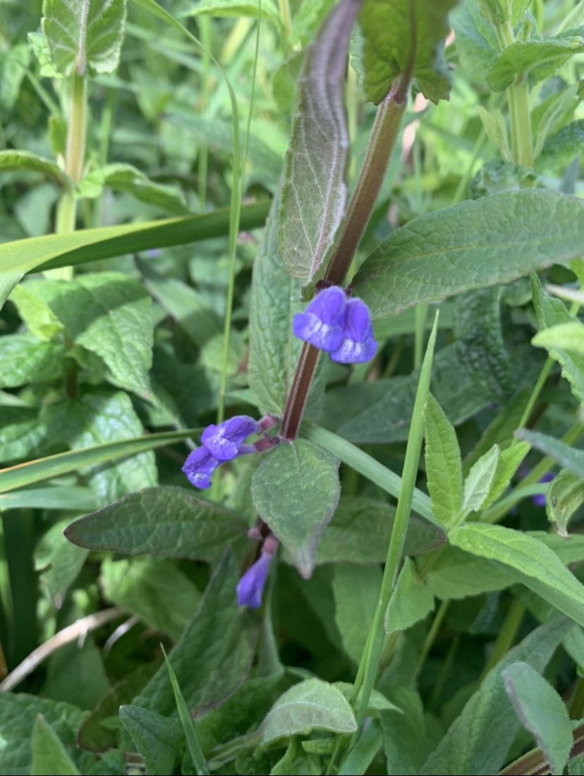 David Bellamy tweet media