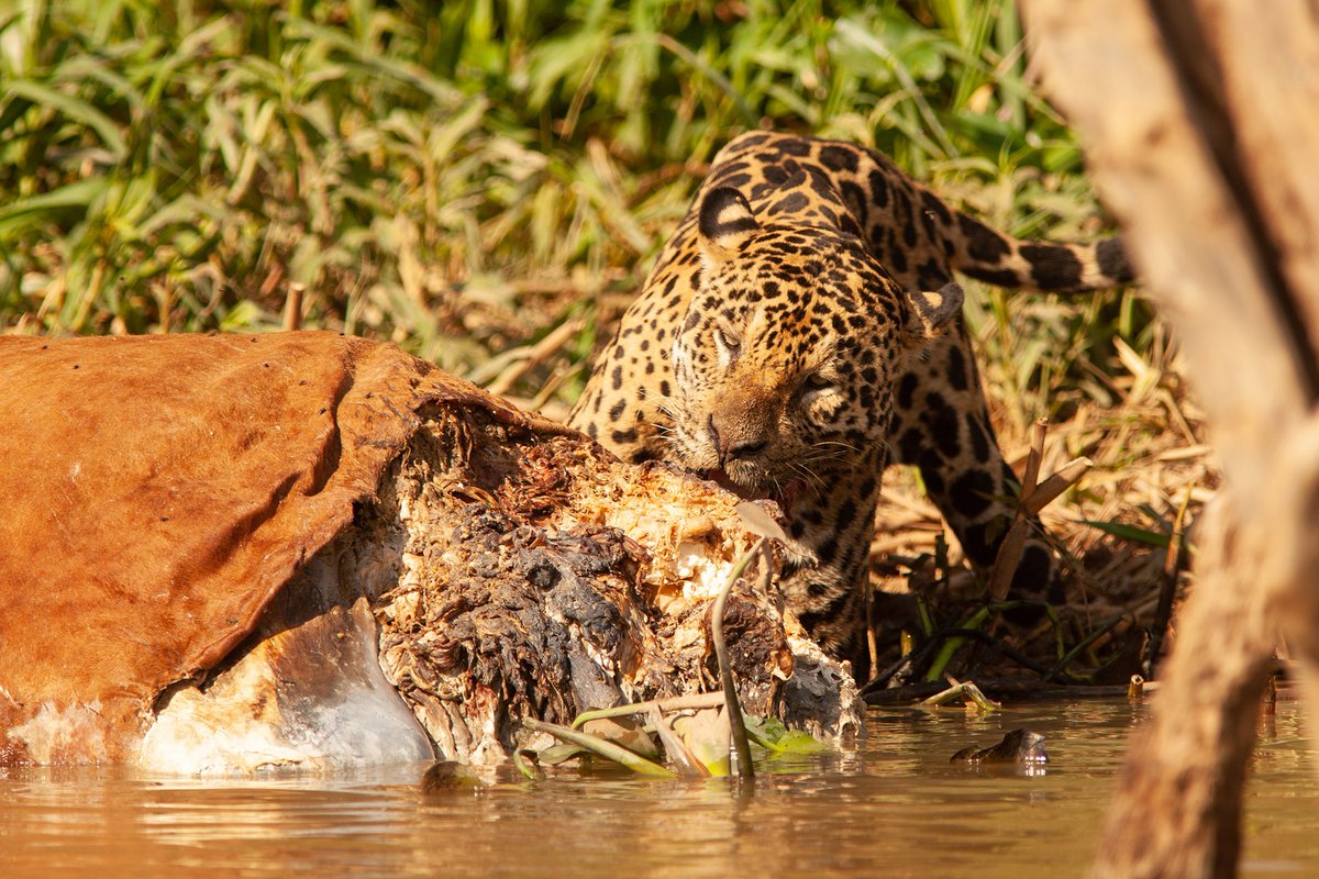 Jaguar eating a cow at cuiaba river.
#nft #NFTs #jaguar #wildlife #NFTCommumity #nftphotography #nature