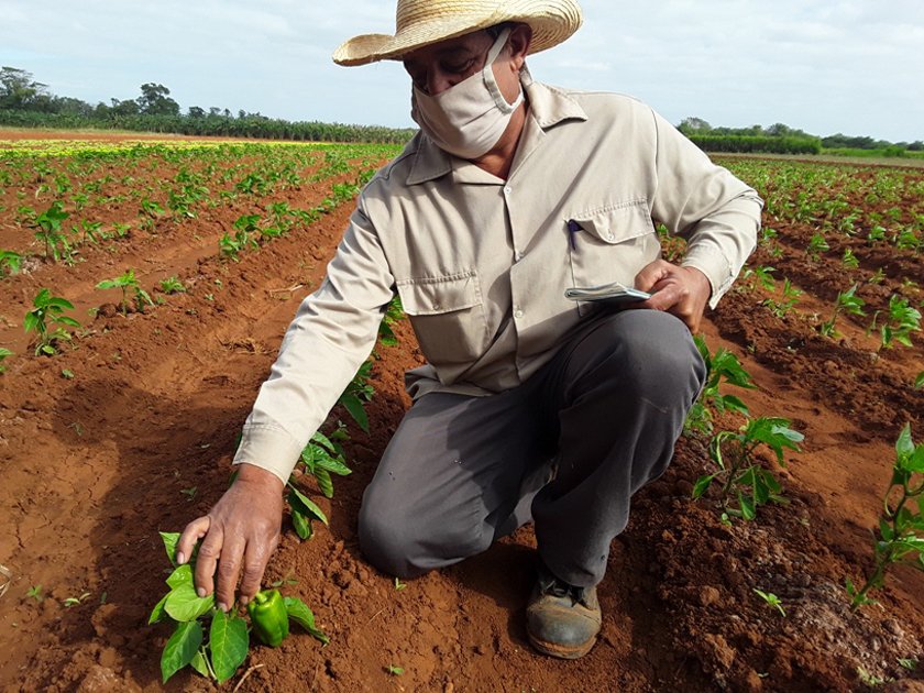 💁🏻‍♂️Con el comienzo de la campaña de siembra de frio, que se extiende desde el primero de septiembre al final de febrero,la provincia d Cienfuegos,vuelve a aplicar la estrategia de etapas anteriores:crecer palmo a palmo,de forma sostenida,en busca de mayores volúmenes de alimentos.