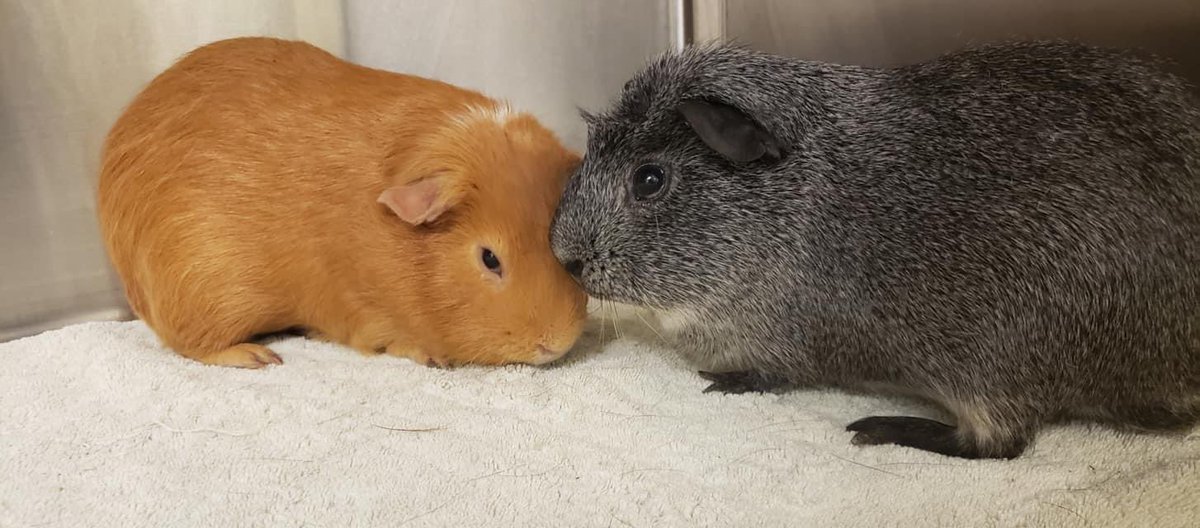 phillypaws's tweet photo. 🚨 SOS: Guinea pig homes needed ASAP!

These boys were abandoned in a box outside PAWS’ Northeast clinic &amp; have nowhere to go after tonight because our existing guinea pig spots are already full.

Can you foster these cuties for a couple weeks? Email foster@phillypaws.org! https://t.co/NFlnDkItkL
