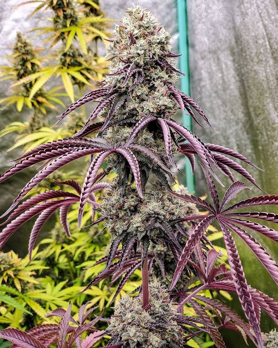 Rawdirect_'s tweet photo. Brand new to the menu we have our
Gcode 2.0! We revisited our heaviest yielding strain of gcode and hit her with the Georgia pie again! Making her even heavier and reinforcing those kushy gas flavors! https://t.co/Gt3tkbDJWo #fuelthejet #flavorforward #thisisraw https://t.co/VWxdwMygi1