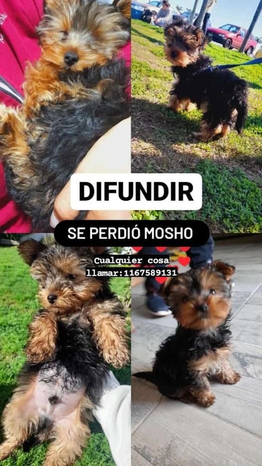elnegrochicho's tweet photo. Se perdió #MOSHO en #Quilmes - Contacto 1167589131 https://t.co/bG7jyGbexw
