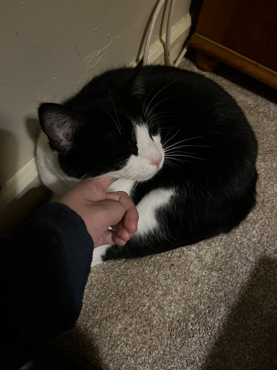 bIeedmagic's tweet image. she’s forever mad at me whenever i leave but she’s always around when i get back :((