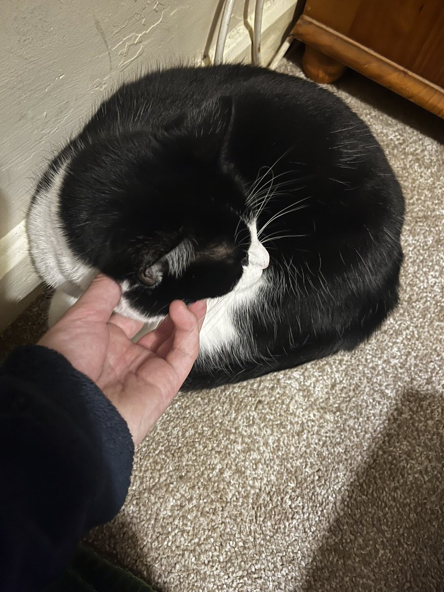 bIeedmagic's tweet image. she’s forever mad at me whenever i leave but she’s always around when i get back :((