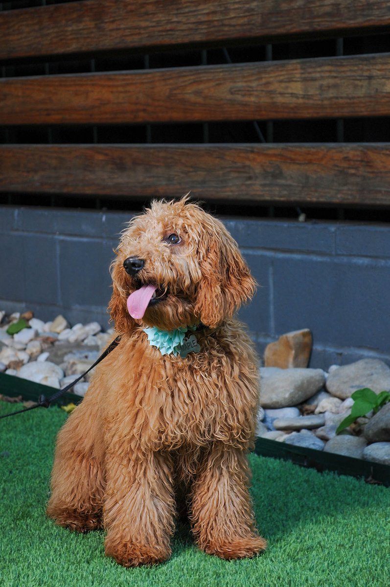 Don't leave your furry friends at home, we're pet-friendly!