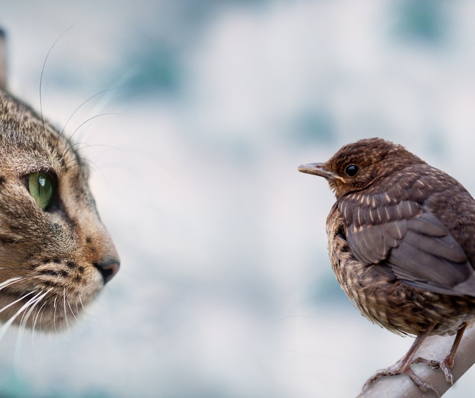 WBFInstitute's tweet photo. How to create a backyard sanctuary for birds STEP FOUR! 🐦 🌲

 🐈Keep cats indoors.  🏠

Together, owned and unowned cats that roam outdoors kill 2.6 billion birds a year in North America. 

Learn more here: https://t.co/ZrS2CUFsaG

#feedsmart #feedthebirds #wbfi #mothernature https://t.co/X4pGBLAMOB