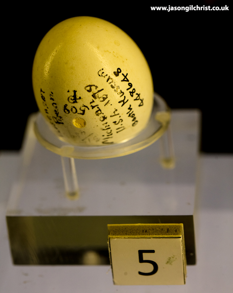jgilchrist13's tweet photo. Egg of Passenger Pigeon, Ectopistes migratorius. Dated 1879. Last captive bird died #OTD 1914. Extinct. Booth Museum, Brighton. #egg #birdegg #birdsegg #extinct #extinction #nature #BoothMuseum #Brighton #pigeon #PassengerPigeon #Ectopistesmigratorius https://t.co/iutVfcPxN8