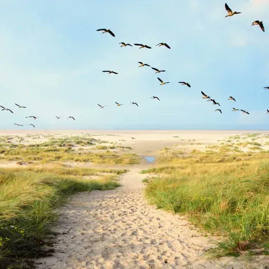 With shorter and cooler days, your birds may be feeling a little Zugunruhe (migratory restlessness), a term used by German scientists trying to better understand bird migration. See &amp; hear birds recently identified by Haikuboxes around N America at listen.haikubox.com/#/