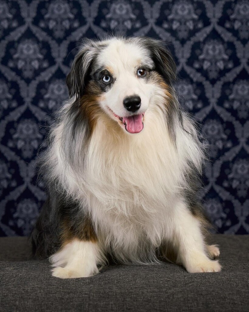 fredlevyart's tweet photo. Tashi was such a beautiful dog and such a love. I know these photos are going to look amazing on the wall.
πΎ
πΎ
πΎ
πΎ
πΎ
#dogphotography #dogphoto #petphotography #fredlevyart #animalphotography #dogphotographer #dogportrait #asmpne #bostondogs #d⦠https://t.co/OGHacAaMLA https://t.co/oIB35m29D5