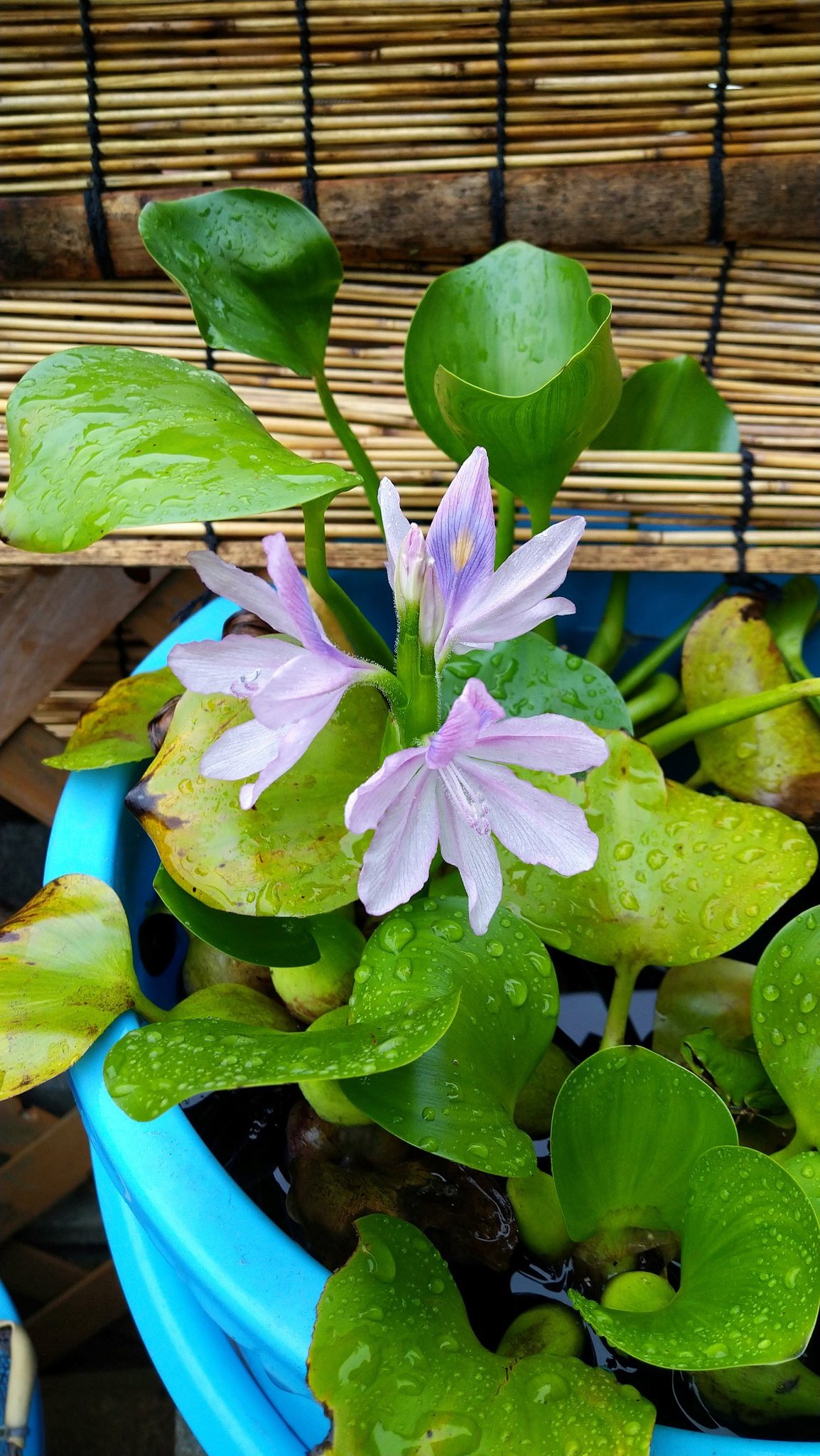 ホテイ草 Twitter Search Twitter