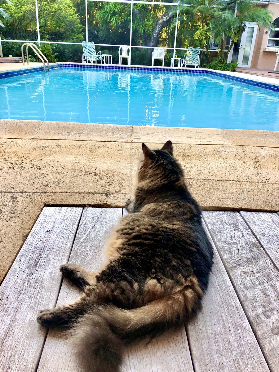 The Spirit of Lorenzo the Cat tweet media