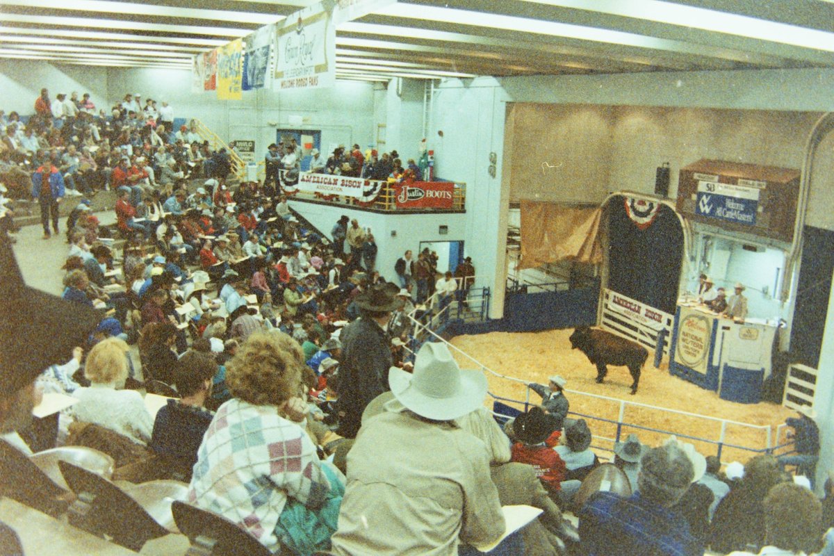 nationalbison's tweet photo. ~THROWBACK THURSDAY~
Going back to the American Bison Assn. event in Denver, CO, at the NWSS Auction Arena. The ABA was formed in 1975 and merged with the National Buffalo Assn. in 1995 to become today's National Bison Assn.
📸 Norma Bradeen
#history #nationalbison #gtss #nwss https://t.co/CocSkIaSzx
