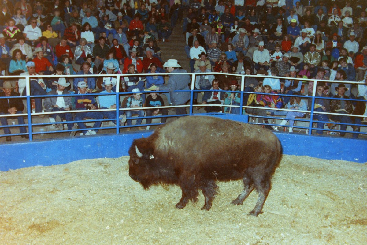 nationalbison's tweet photo. ~THROWBACK THURSDAY~
Going back to the American Bison Assn. event in Denver, CO, at the NWSS Auction Arena. The ABA was formed in 1975 and merged with the National Buffalo Assn. in 1995 to become today's National Bison Assn.
📸 Norma Bradeen
#history #nationalbison #gtss #nwss https://t.co/CocSkIaSzx