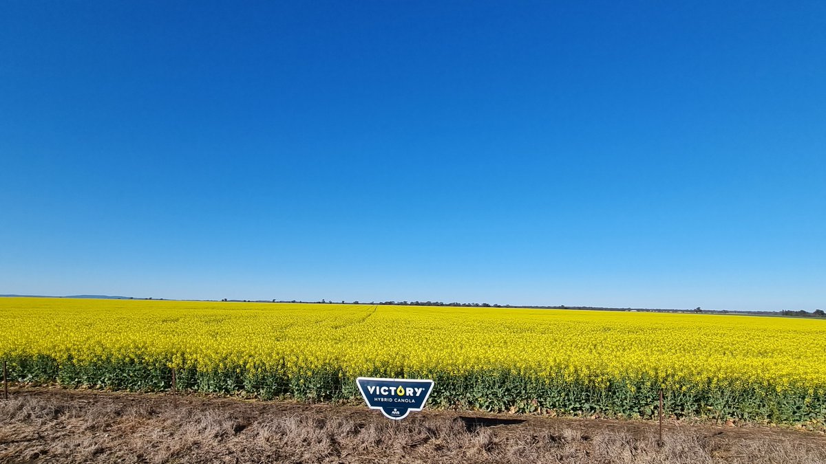 Anthony Gordon tweet media